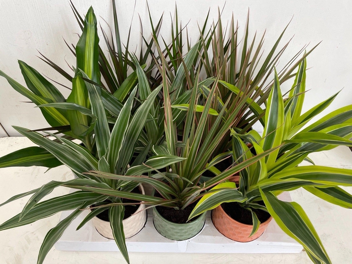 <h4>Dracaena mix in keramiek</h4>