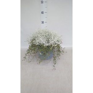 Leucophyta     [Calocephalus]