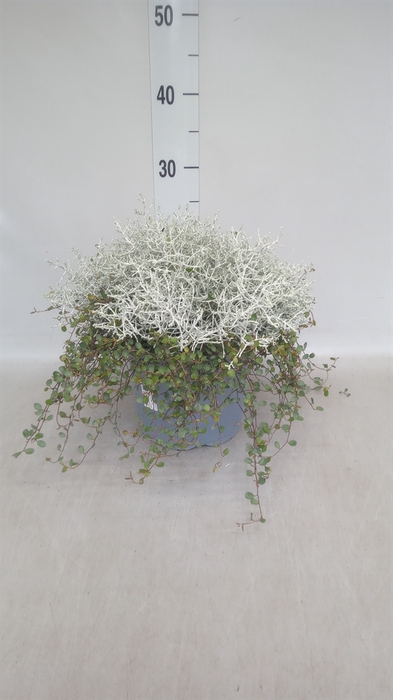 <h4>Leucophyta     [Calocephalus]</h4>