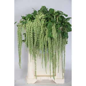 AMAR CA GREEN CORD