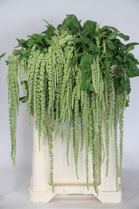 <h4>AMAR CA GREEN CORD</h4>