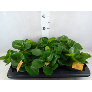 Peperomia obt. 'Green Gold'