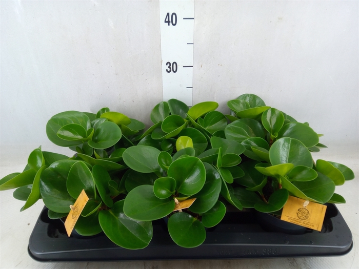 <h4>Peperomia obt. 'Green Gold'</h4>