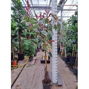 Ficus Elastica Belize vertakte stam 250