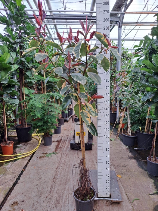 <h4>Ficus Elastica Belize vertakte stam 250</h4>