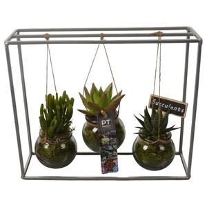 Arr.  Succulents H%