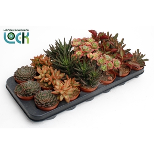Succulenten Herfst Mix