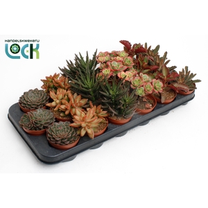 Succulenten Herfst Mix
