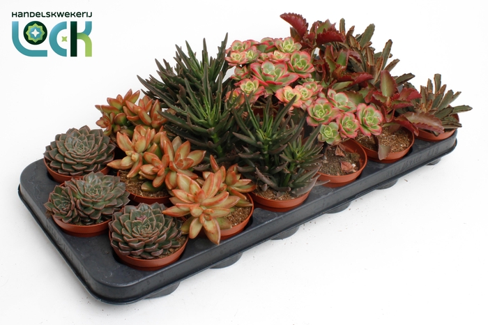 <h4>Succulenten Herfst Mix</h4>