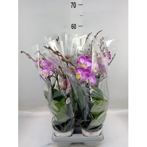 Phalaenopsis  'Sunca Pula'