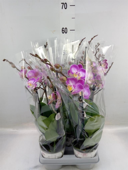 <h4>Phalaenopsis 'Sunca Pula'</h4>