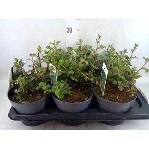 Ceratostigma griffithii