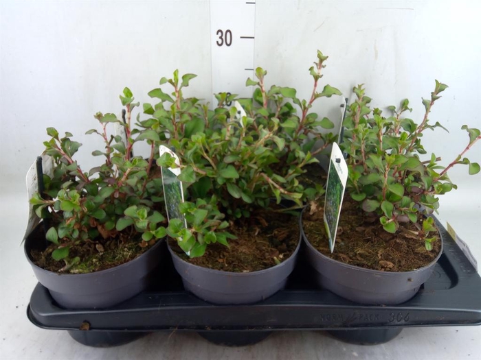 <h4>Ceratostigma griffithii</h4>