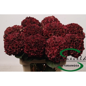 HYDR M MAG D RUBY CL