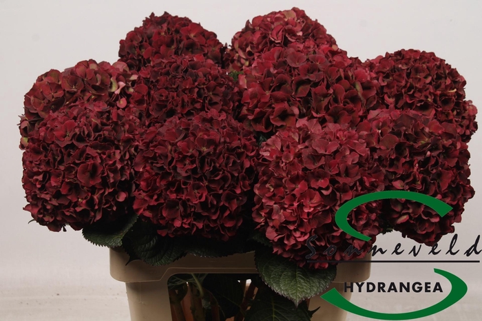 <h4>HYDR M MAG D RUBY CL</h4>