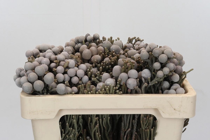 <h4>BRUN LAEVIS</h4>