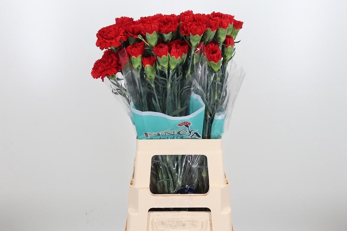 <h4>Di St Virgilio</h4>