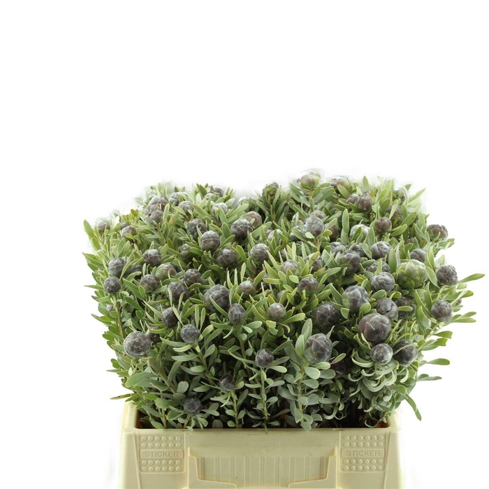 <h4>Leucadendron Pubescens</h4>