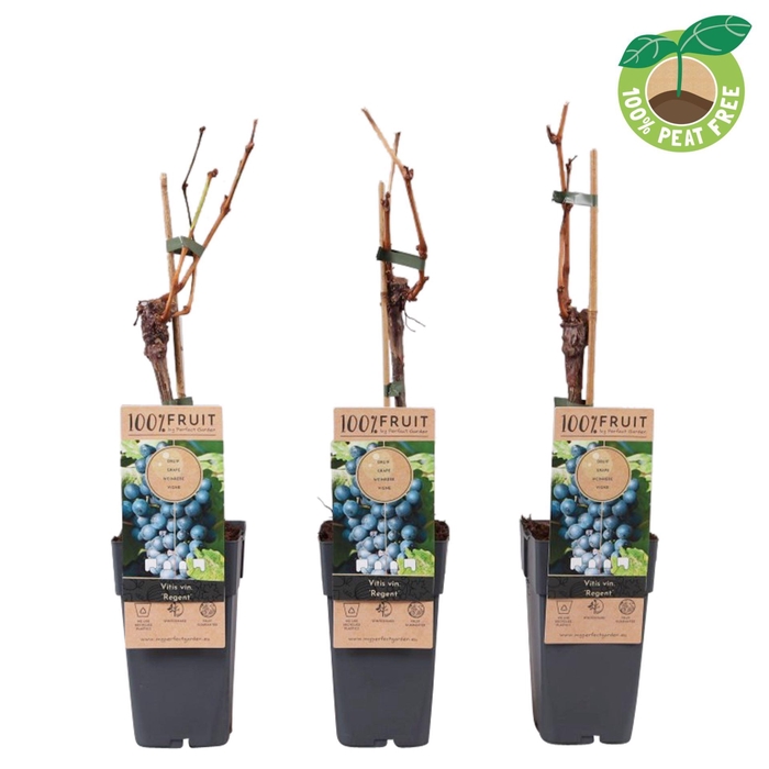 <h4>Vitis Regent</h4>