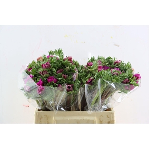 Anem Marianne Orchid