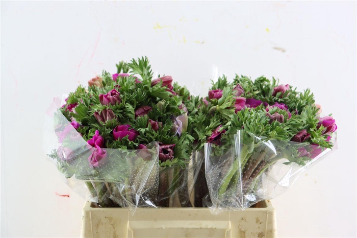 <h4>Anem Marianne Orchid</h4>