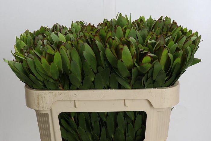<h4>Leucadendron Goldstrike</h4>