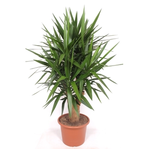 Yucca elephantipes 4+ armen