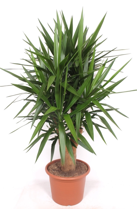 <h4>Yucca elephantipes 4+ armen</h4>