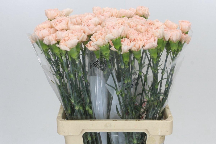 <h4>Dianthus St Doncel</h4>