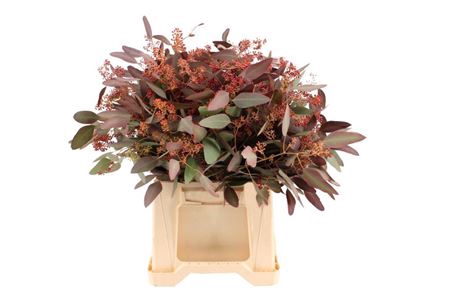 <h4>Euca Populus Bes Rood Kort Abs</h4>