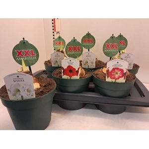 HIPPPEAS MIX XXL P17