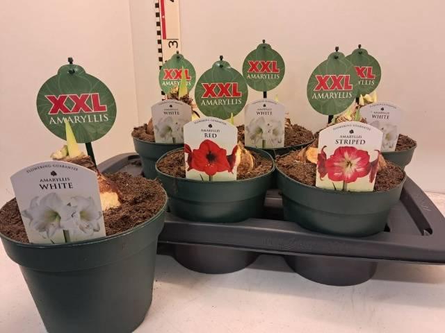 <h4>HIPPPEAS MIX XXL P17</h4>