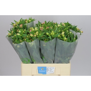 Alstro Wonder Sweet 60cm