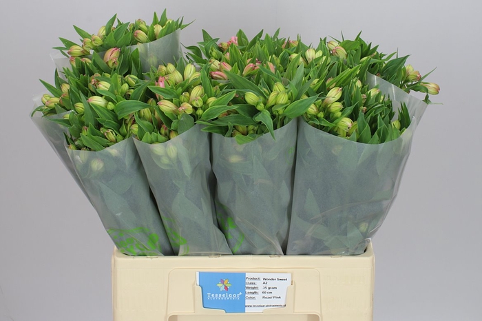 <h4>Alstro Wonder Sweet 60cm</h4>