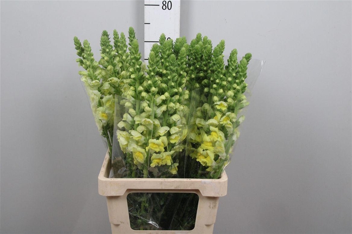 <h4>Antir Poto Yellow</h4>