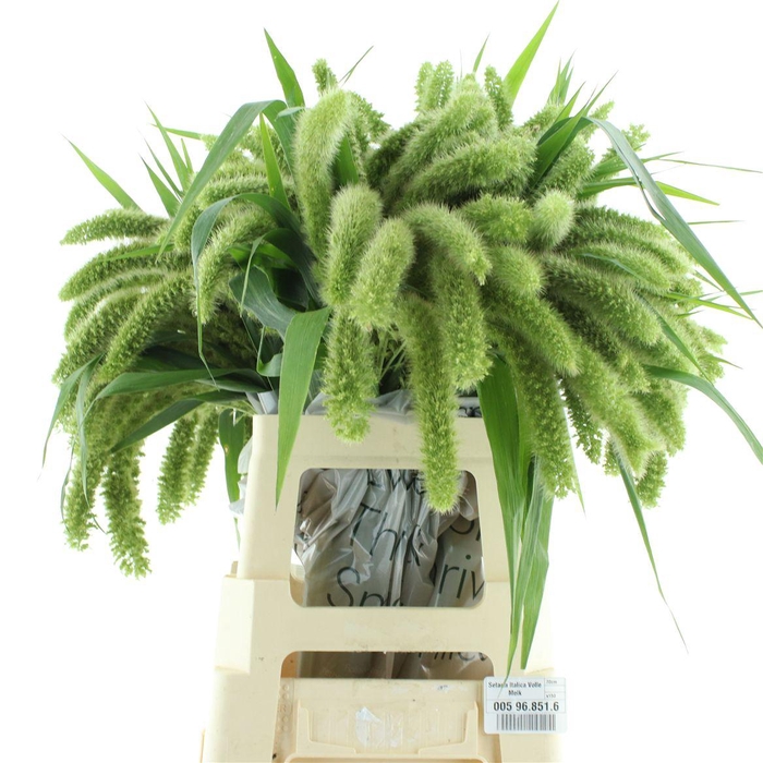 <h4>Setaria It Voll Melk</h4>