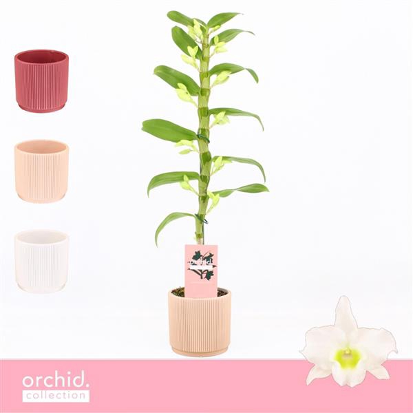 <h4>Dendrobium Nobilé, Apollon 1-spike in Horizon Ribble 'Orchid Collection'</h4>