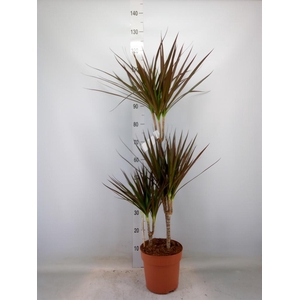 Dracaena marg. 'Magenta'