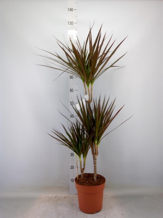 <h4>Dracaena marg. 'Magenta'</h4>