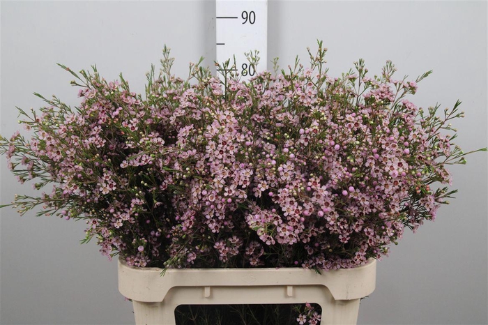 <h4>Chame Un Pink Dream</h4>