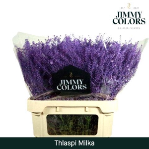 Thlaspi Gekleurd Milka