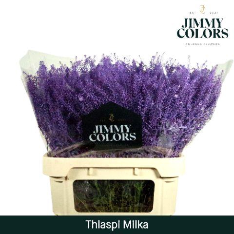 <h4>Thlaspi Gekleurd Klbh. Milka</h4>