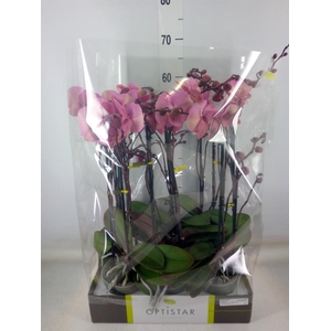 Phalaenopsis   ...rose