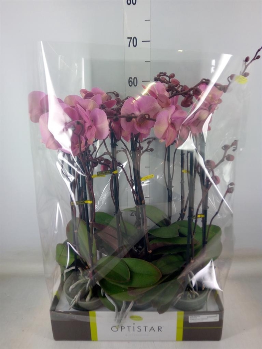 <h4>Phalaenopsis   ...rose</h4>