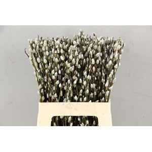SALIX SNOWFLAKE 060CM