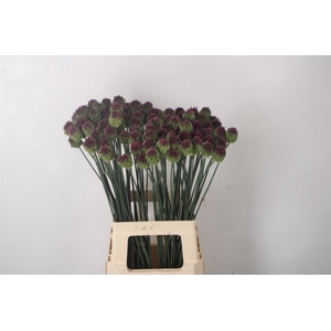 Allium Sphaerocephal