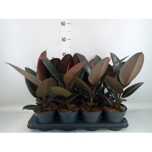 Ficus elastica 'Abidjan'