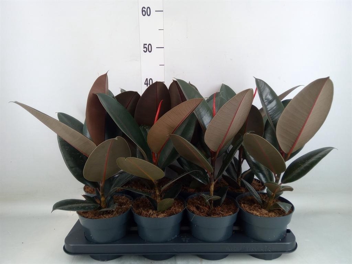 <h4>Ficus elastica 'Abidjan'</h4>