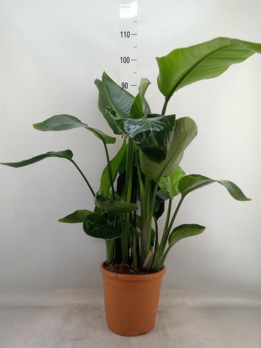 <h4>Strelitzia nicolai</h4>