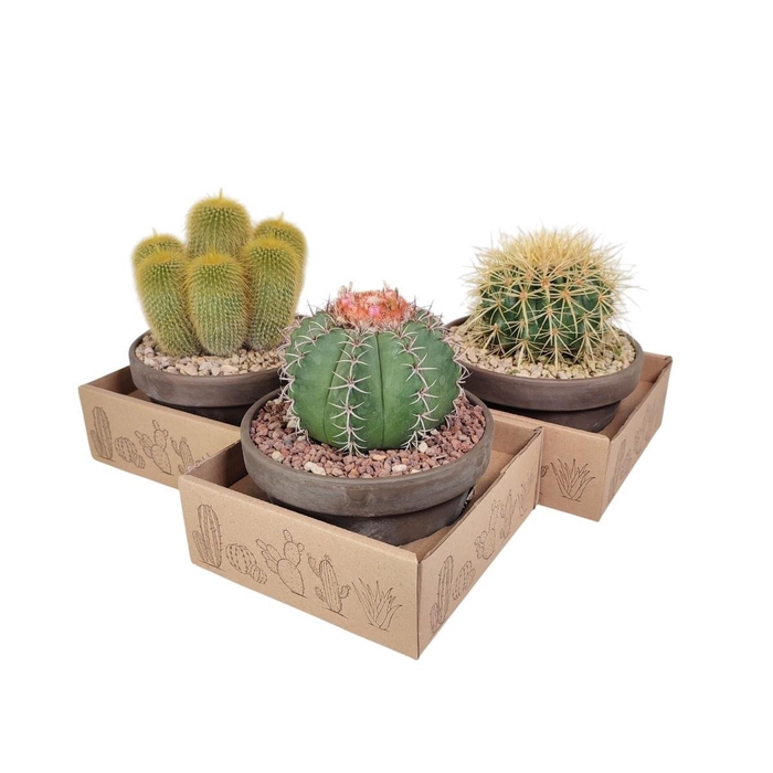 <h4>CACTUS GEM</h4>